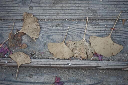 乾いた季節 乾き,秋,晩秋の写真素材