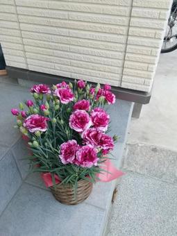 カーネーション カーネーションの写真