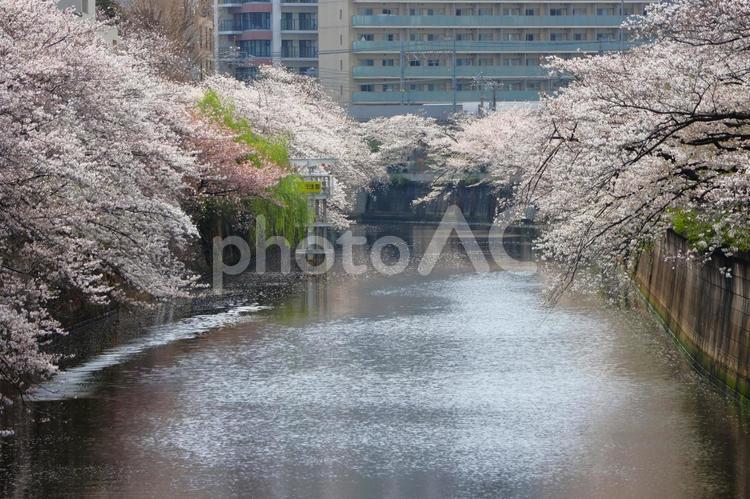 ４月上旬の東京目黒川の桜の花 背景,桜,花の写真素材