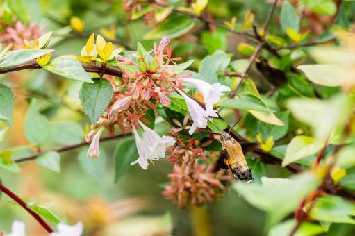 アベリアとヒメクロホウジャク⑺ アベリアとヒメクロホウジャク⑺ 蛾,虫,ヒメクロホウジャクの写真素材