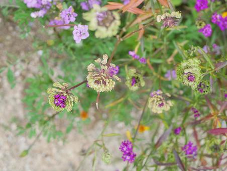紫の花 紫の花の写真