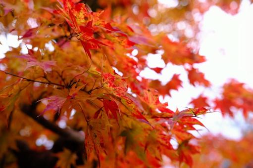 紅葉 紅葉の写真