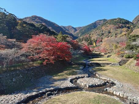 岐阜県-養老公園-不動橋からの風景 養老公園,公園,木の写真素材