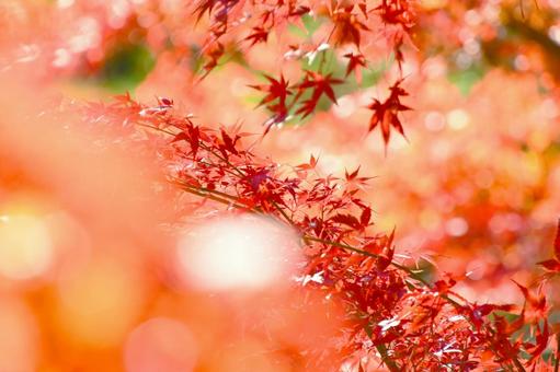 逆光に輝く美しいモミジの紅葉 逆光に輝く美しいモミジの紅葉の写真