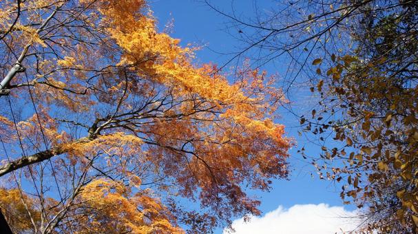 紅葉 紅葉の写真