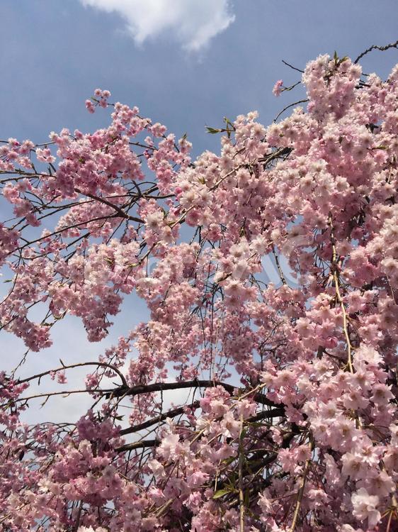 枝垂れ桜と空　2 桜,さくら,サクラの写真素材
