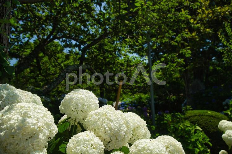 樹木に映える白いアジサイ 紫陽花,アジサイ,あじさいの写真素材