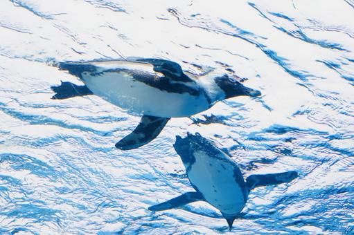 気持ち良さそうに泳ぐペンギン 気持ち良さそうに泳ぐペンギンの写真