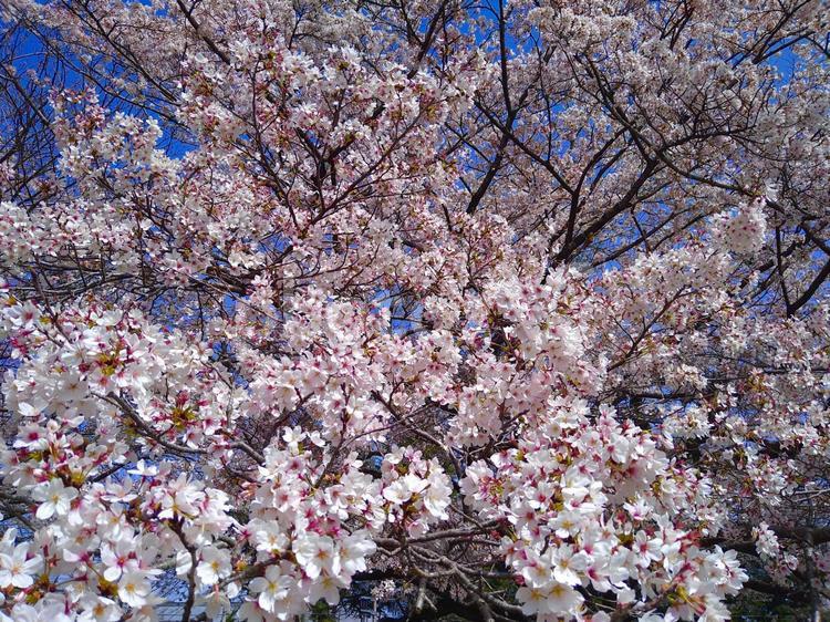桜の枝　ソメイヨシノ 桜,ソメイヨシノ,青空の写真素材