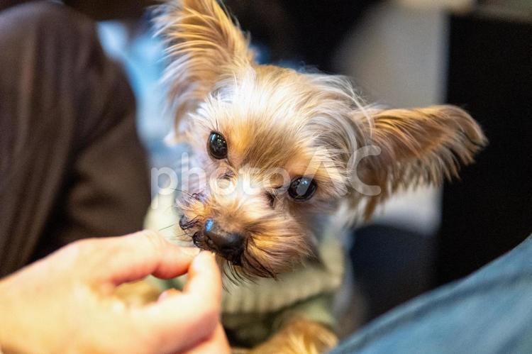 おやつをもらうヨークシャーテリア ヨークシャーテリア,犬,ヨーキーの写真素材