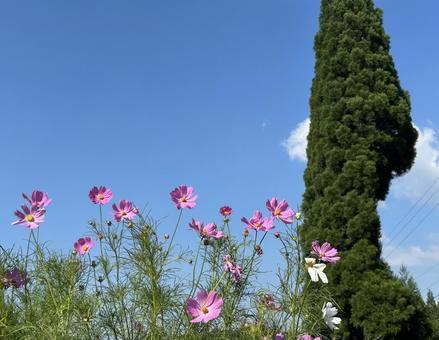 コスモスと青空 コスモスと青空 コスモス,花,ピンクの写真素材