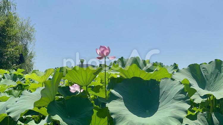 不忍池の蓮の花 不忍池,ハス,上野の写真素材