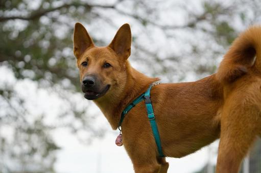 振り向く犬(保護犬) 振り向く犬(保護犬) 犬,保護犬,雑種の写真素材