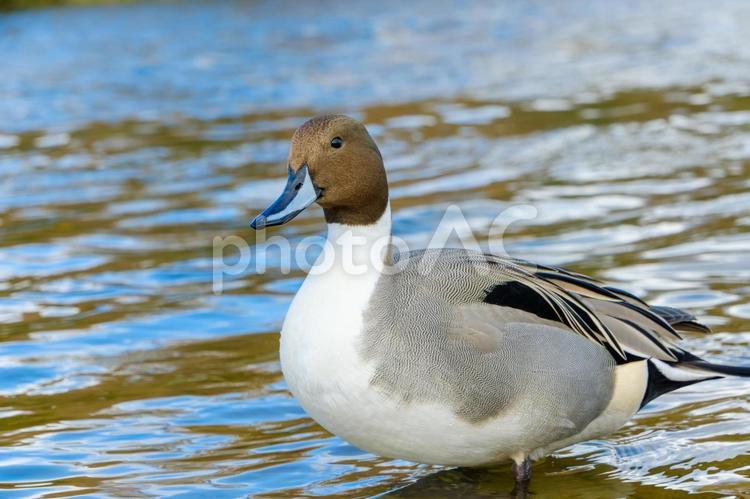 水面にたたずむオナガガモ オナガガモ,鳥,野鳥の写真素材