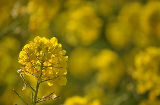 菜の花 菜の花の写真