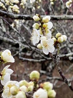 Plum blossom, priorità bassa del fiore, prugna, fiore, JPG