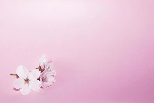 ピンク背景_桜の花 年賀状,ピンク,祝いの写真素材