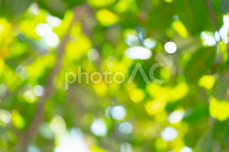 木漏れ日のテクスチャ 木,緑,木漏れ日の写真素材