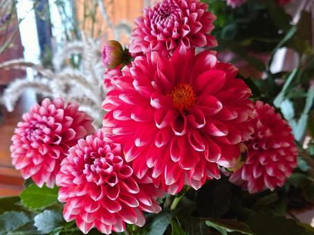 鉢植えギフトのダリア 鉢植えギフトのダリアの写真