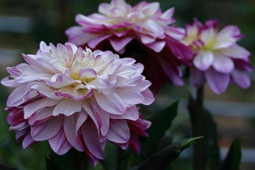 Photo, dahlia, flower, asteraceae plant, 