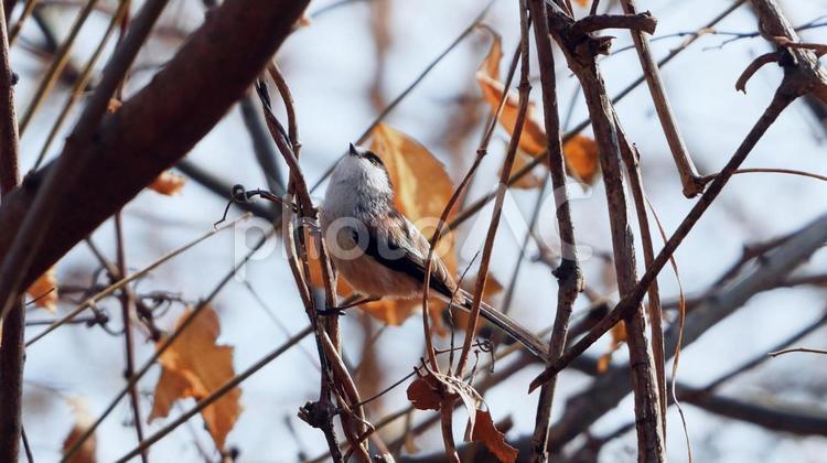 愛らしいもふもふの妖精エナガ エナガ,野鳥,小さいの写真素材