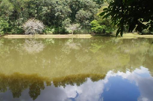 Photo, pool, water, wood, 