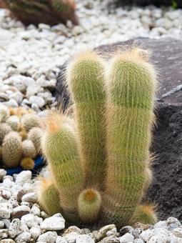 澄心丸 澄心丸,マミラリア属,サボテンの写真素材