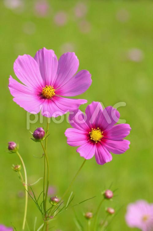 寄り添うコスモス グリーン,可憐,ピンクの花の写真素材