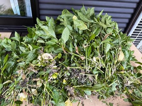 刈り取った藍染用の葉 刈り取った藍染用の葉 藍染,葉,刈り取りの写真素材
