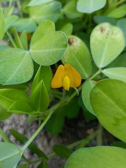 落花生の花 落花生の花,落花生,ピーナッツの花の写真素材