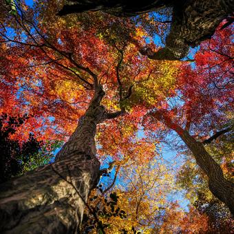 晴天を衝く紅葉 晴天を衝く紅葉の写真