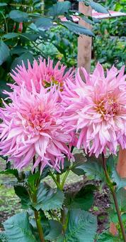 紅色が美しいダリア美粧、 紅色が美しいダリア美粧、 ピンク,フラワー,フサフサの写真素材