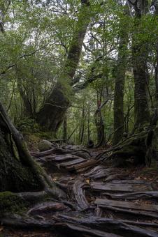 屋久島 白谷雲水峡 屋久島 白谷雲水峡 屋久島,白谷雲水峡,世界自然遺産の写真素材