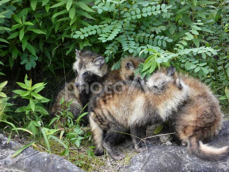 皮膚病を患ったタヌキの群れ 狸,タヌキ,野生動物の写真素材