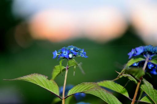 Mountain hydrangea, JPG Mountain hydrangea, JPG