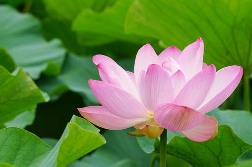 蓮の花 蓮,ハス,蓮の花の写真素材