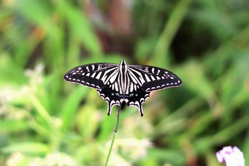 アゲハ蝶 アゲハ蝶,アゲハ,蝶の写真素材