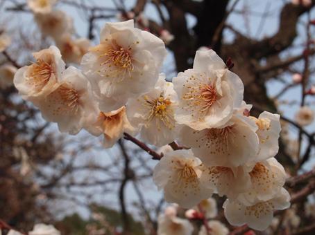 白い花 白い花の写真