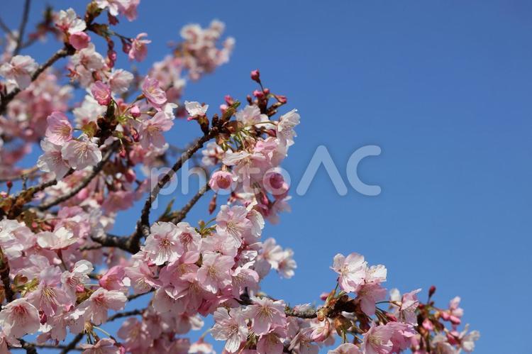 青空と満開の河津桜 河津桜,桜,サクラの写真素材