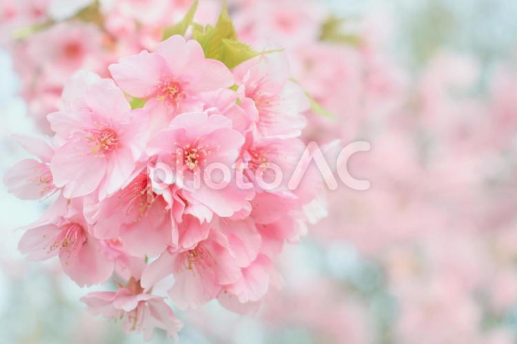 ふんわりピンクの桜 桜,サクラ,春の写真素材