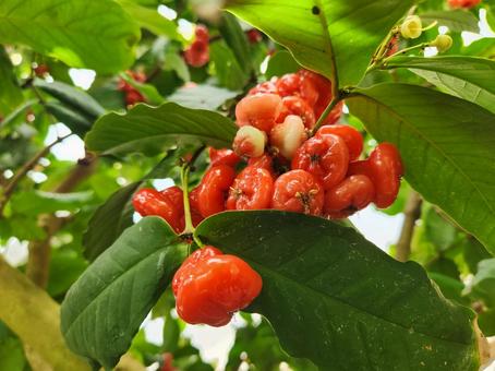 ミズレンブ ミズレンブ,実,赤の写真素材