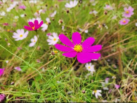 コスモス コスモス 木,枝,自然の写真素材