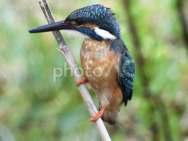 ヨシにつかまるカワセミ 鳥,野鳥,カワセミの写真素材