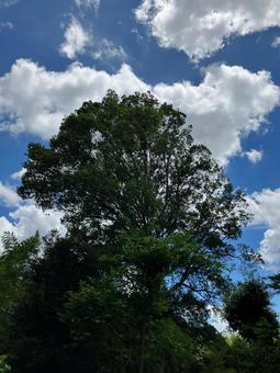 夏の空3 夏の空3の写真