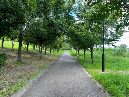 公園の一本道 公園の一本道の写真