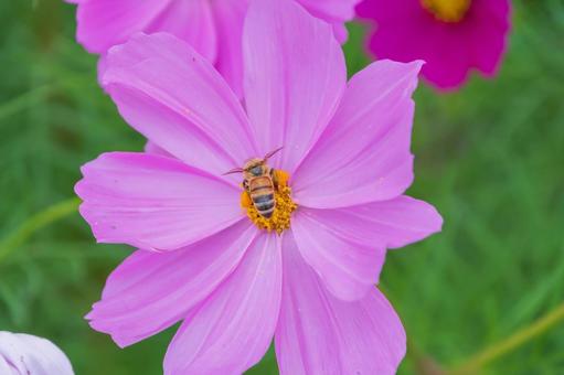 ピンクコスモスと蜜を集めるミツバチ コスモス,花,ミツバチの写真素材