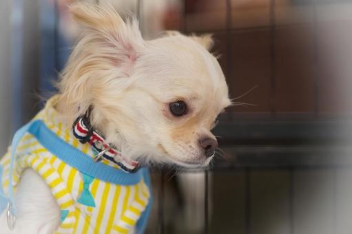 ワンコの顔(保護犬) ワンコの顔(保護犬) 犬,チワワ,可愛い犬の写真素材