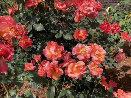 バラ バラ,ローズ,花びらの写真素材