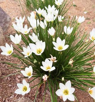 白い花 花,白い花,綺麗の写真素材