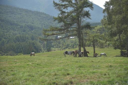 蓼科第二牧場の馬 蓼科第二牧場の馬の写真